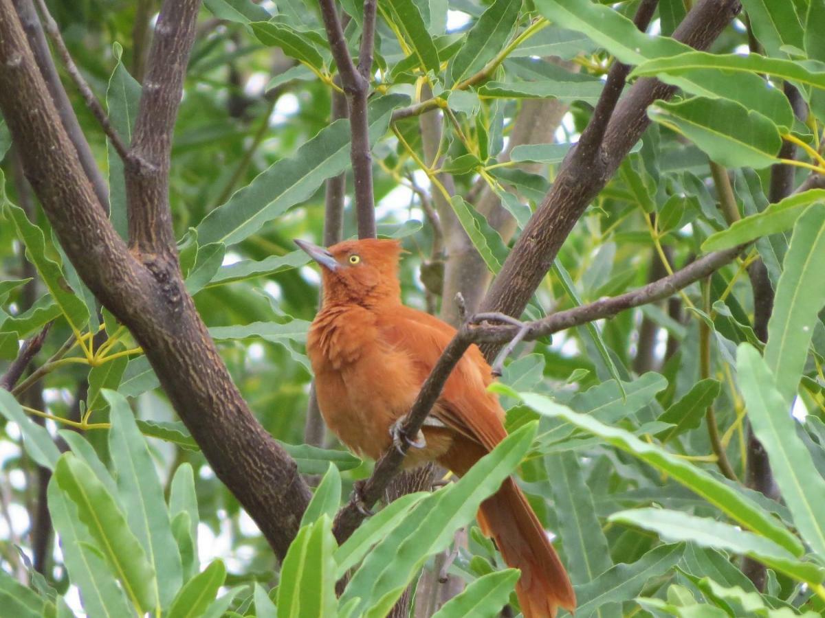 Pousada Trilha Do Velho Chico Piranhas  Dış mekan fotoğraf